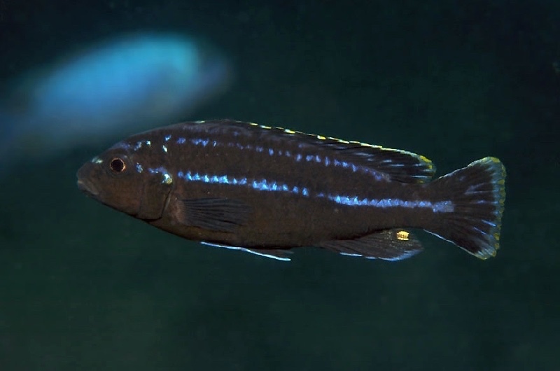 Melanochromis sp. 'parallelus mbweca' Mbweca Rocks